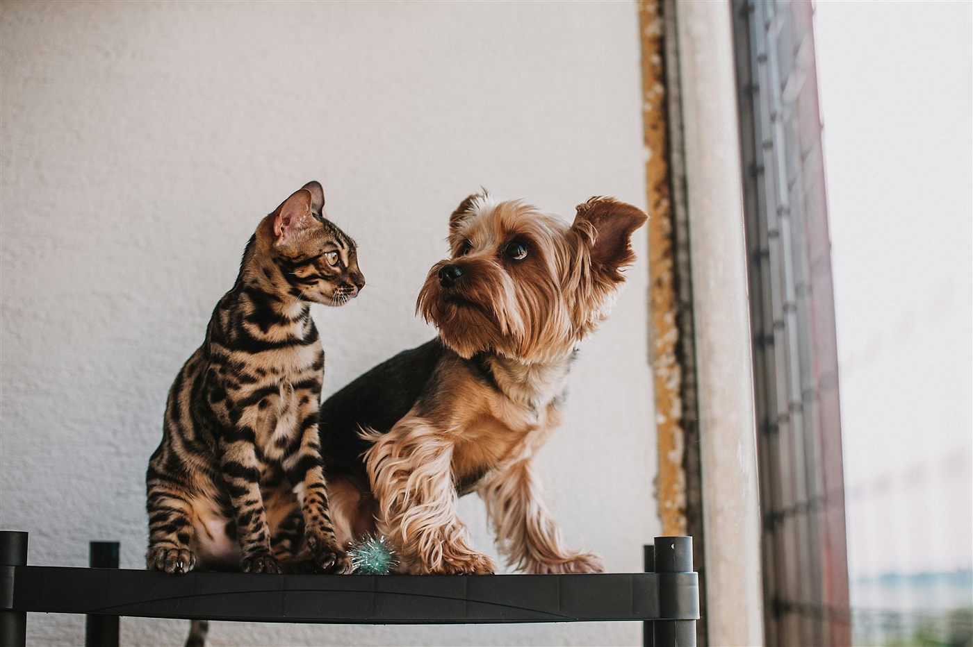 Katze und Hund — C60 für Haustiere online diskutiert