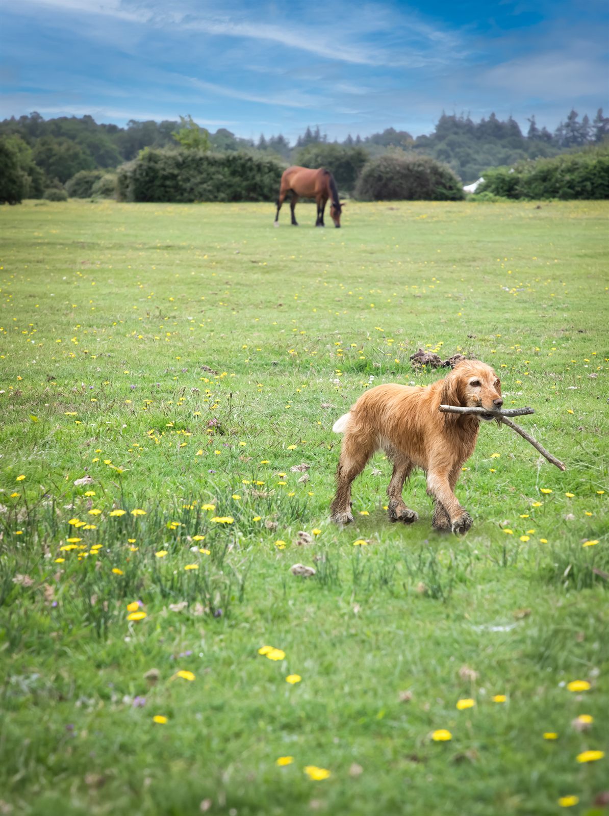 Hund mit Stock und grasendes Pferd auf einer Wiese — C60 für Haustiere und Tiere